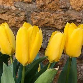 Candela Tulip (Tulipa Candela) Img 2